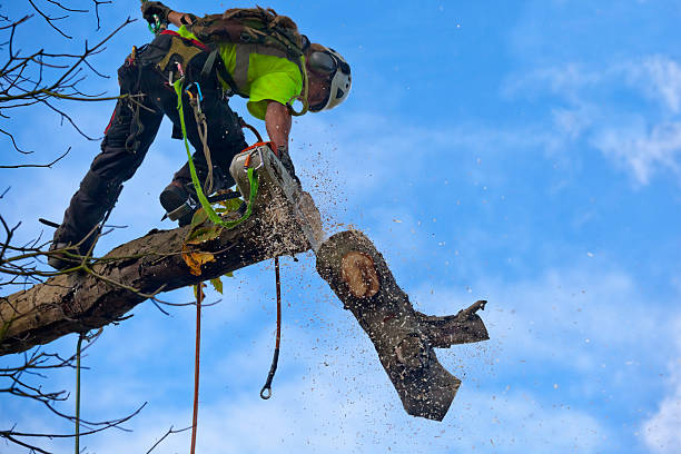 Best Leaf Removal  in Lake Dalecarlia, IN